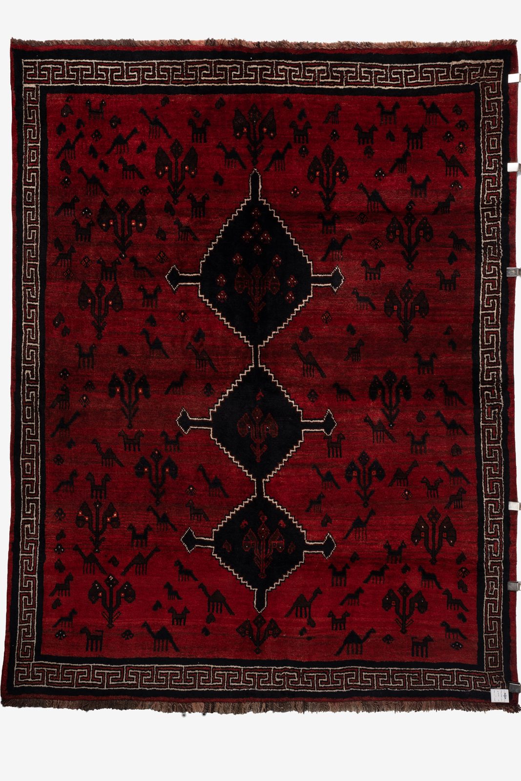 Lori shiraz 010